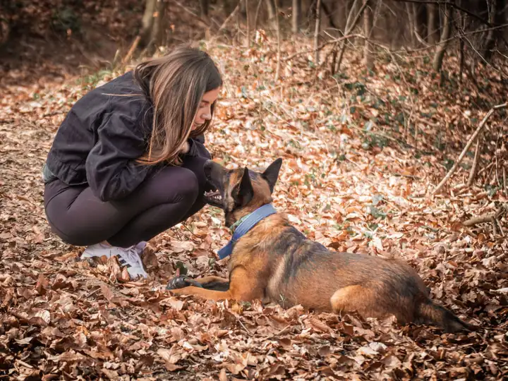 A woman crouching in autumn leaves to share a quiet moment with her Belgian Malinois