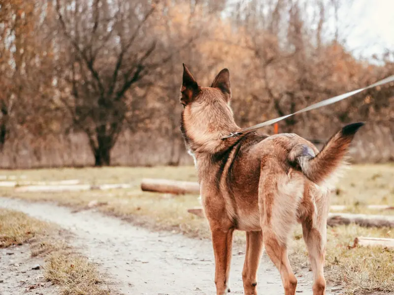 A Belgian Malinois on a leash standing alert on an autumn dirt path, seen from behind
