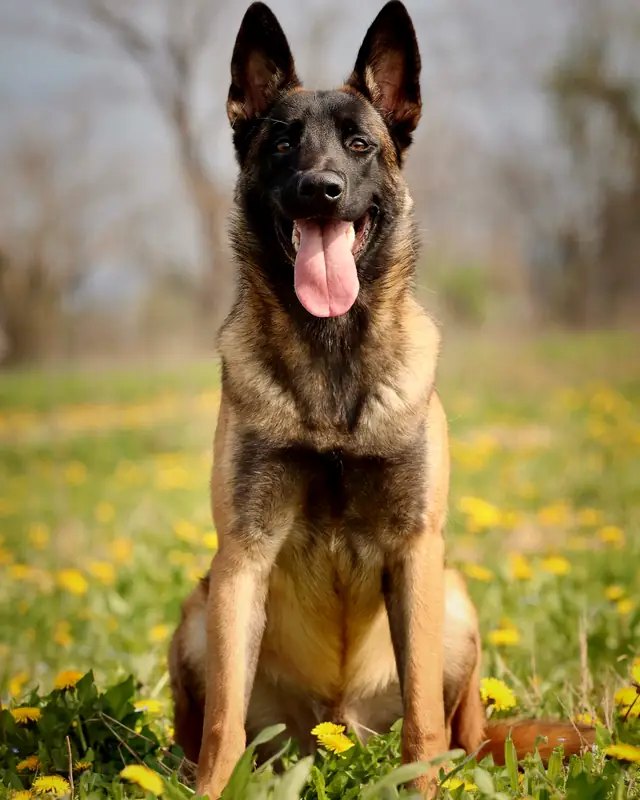 Portrait of an alert Belgian Malinois sitting in a spring meadow with its tongue out