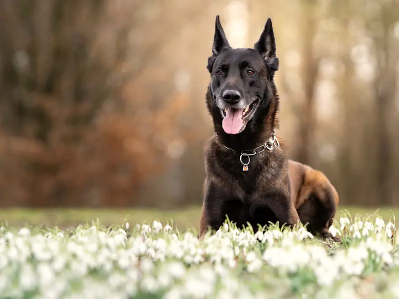 A calm Belgian Malinois lying in a meadow of white spring flowers