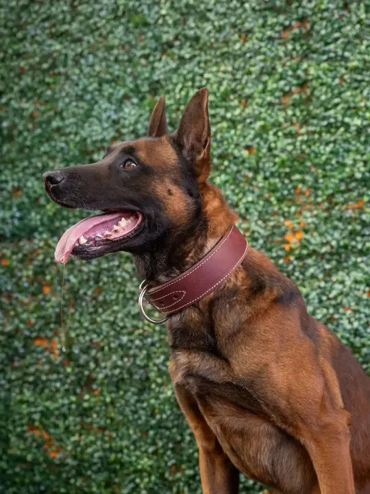 Berry, a Belgian Malinois, in profile with a burgundy collar in a studio portrait