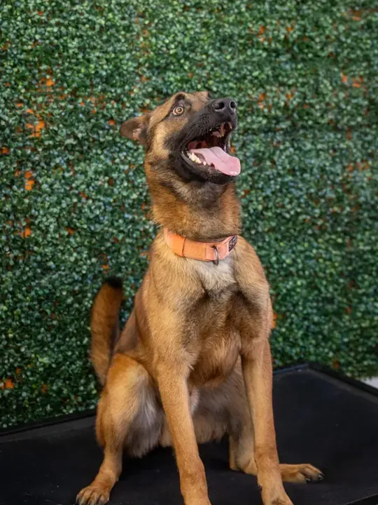 Dester, a Belgian Malinois, sitting and looking up in a studio portrait