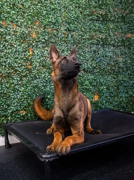Tank, a Belgian Malinois, lying on a platform and looking up in a studio portrait