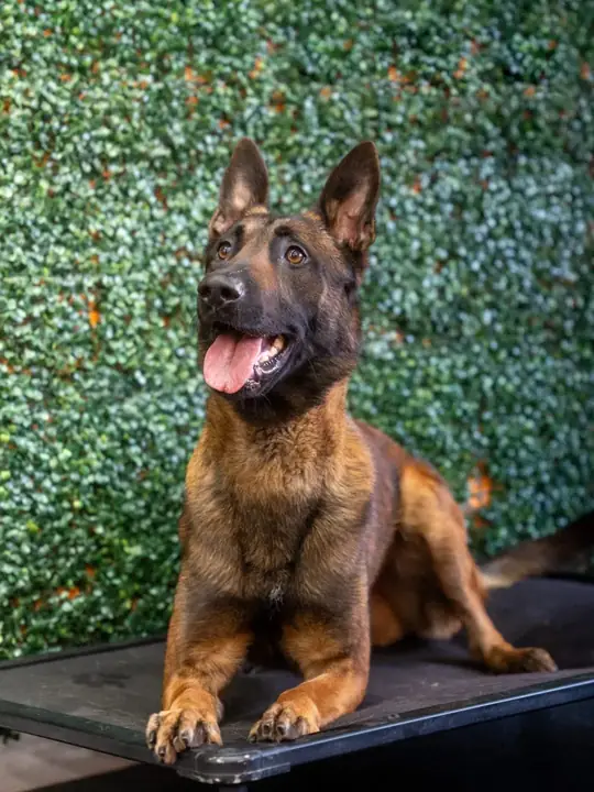 Xamee, a Belgian Malinois, lying down and looking into the camera in a studio portrait