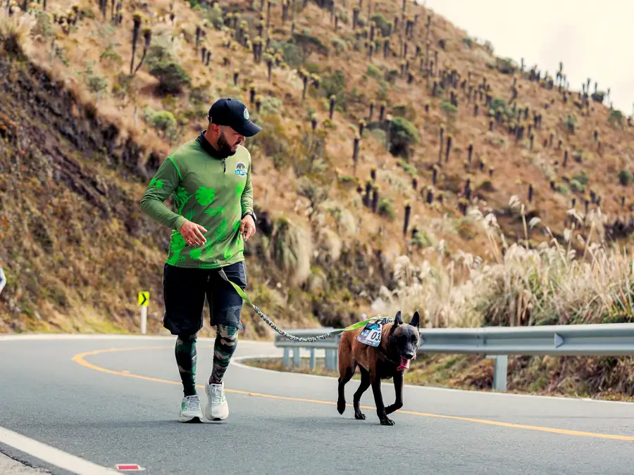 A handler jogging with a Belgian Malinois on a leash along a mountain road