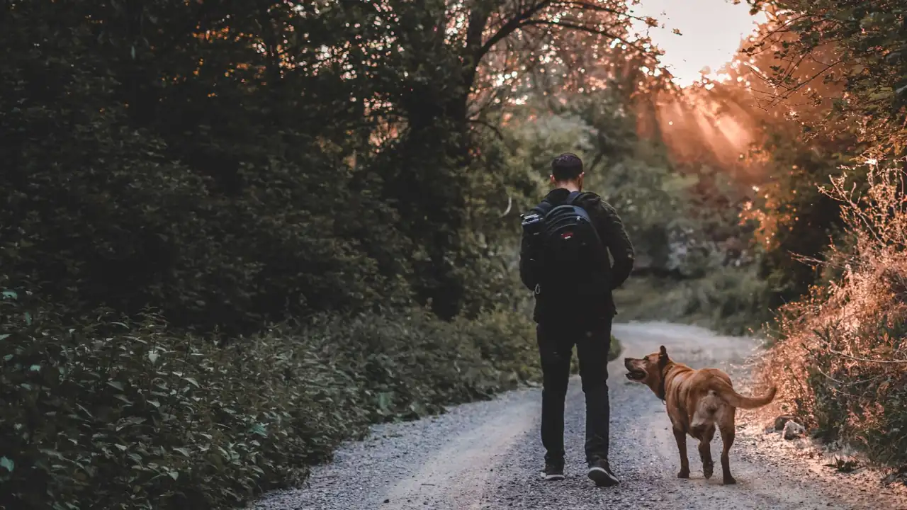 A handler and a tan dog walking together on a gravel forest road at golden hour