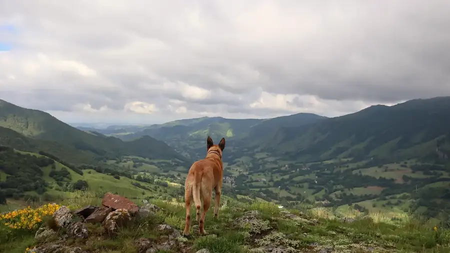 A Belgian Malinois standing on a hilltop and looking out over a green mountain valley