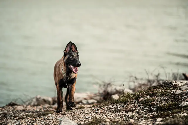 A Malinois puppy walking along a rocky lake shore