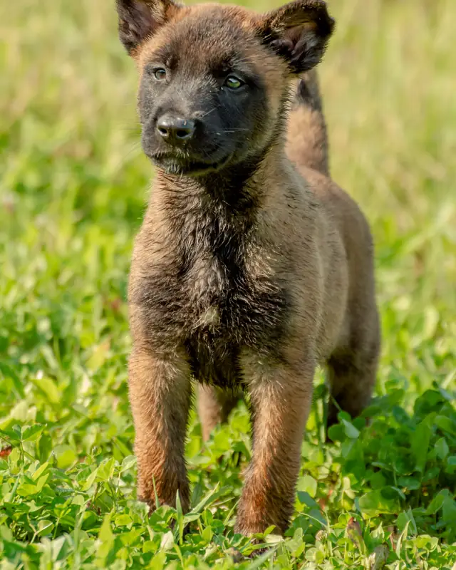 A young Belgian Malinois puppy standing in bright green grass