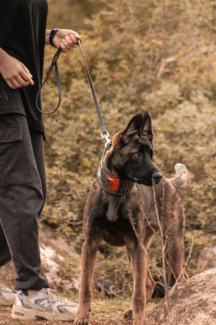 Belgian Malinois training FAQ California